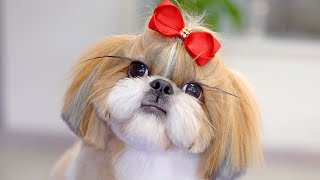 Lovely Shih Tzu!✂️❤️🐶She cuts her hair and completely transforms!!