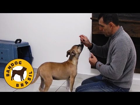 Vídeo: Sinais de uma infecção por mordida de cachorro