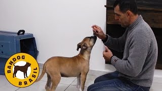 Como adestrar um cachorro a IR PARA O CANIL   Uma aula prática