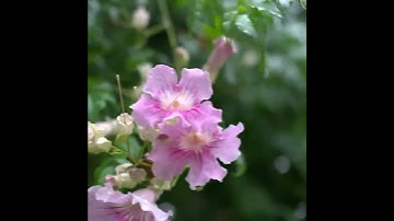 Lauren Jauregui - 50ft (Snippet)