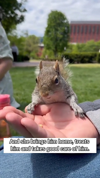 This man saved the baby squirrel by giving it water and then #animalshorts #squirrel