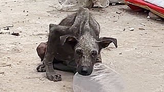 A batthin stray in trash pile, lucky to find an angelic woman who took it home and cared with love