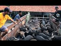 (DATANG LAGI) 25 SAPI QURBAN EKONOMIS - ADA YANG TANPA KELUH !! Sapi Bali ep.5