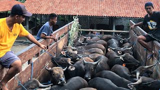 (DATANG LAGI) 25 SAPI QURBAN EKONOMIS  ADA YANG TANPA KELUH !! Sapi Bali ep.5