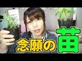 【DIYキッチン栽培】ホームセンターでやっとハーブ苗買ってきたので早速植え替えてみたよ！【めいちゃんねる】