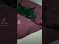 Засекли джентельмены удачи животные кот приколы Засекли джентельмены удачи животные кот приколы