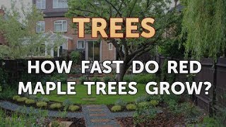 How Fast Do Red Maple Trees Grow? screenshot 5