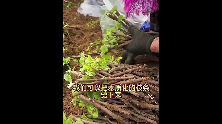 萬能枝條扦插的方法，成活率在90%以上￼ #diy - 天天要聞