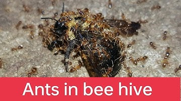 How to stop ants from entering your bee hive || How to save beehive from ants #viral #honeybee