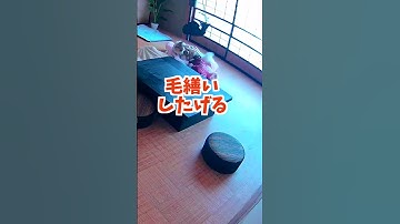 兄犬が大好きな妹犬#shorts