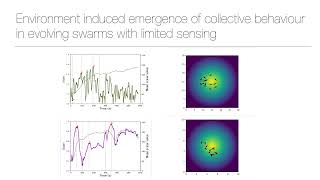 Environment induced emergence of collective behavior in evolving swarms with limited sensing