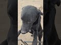 Bruce video