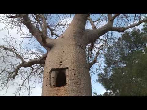Vidéo: Comment se reproduit le baobab ?
