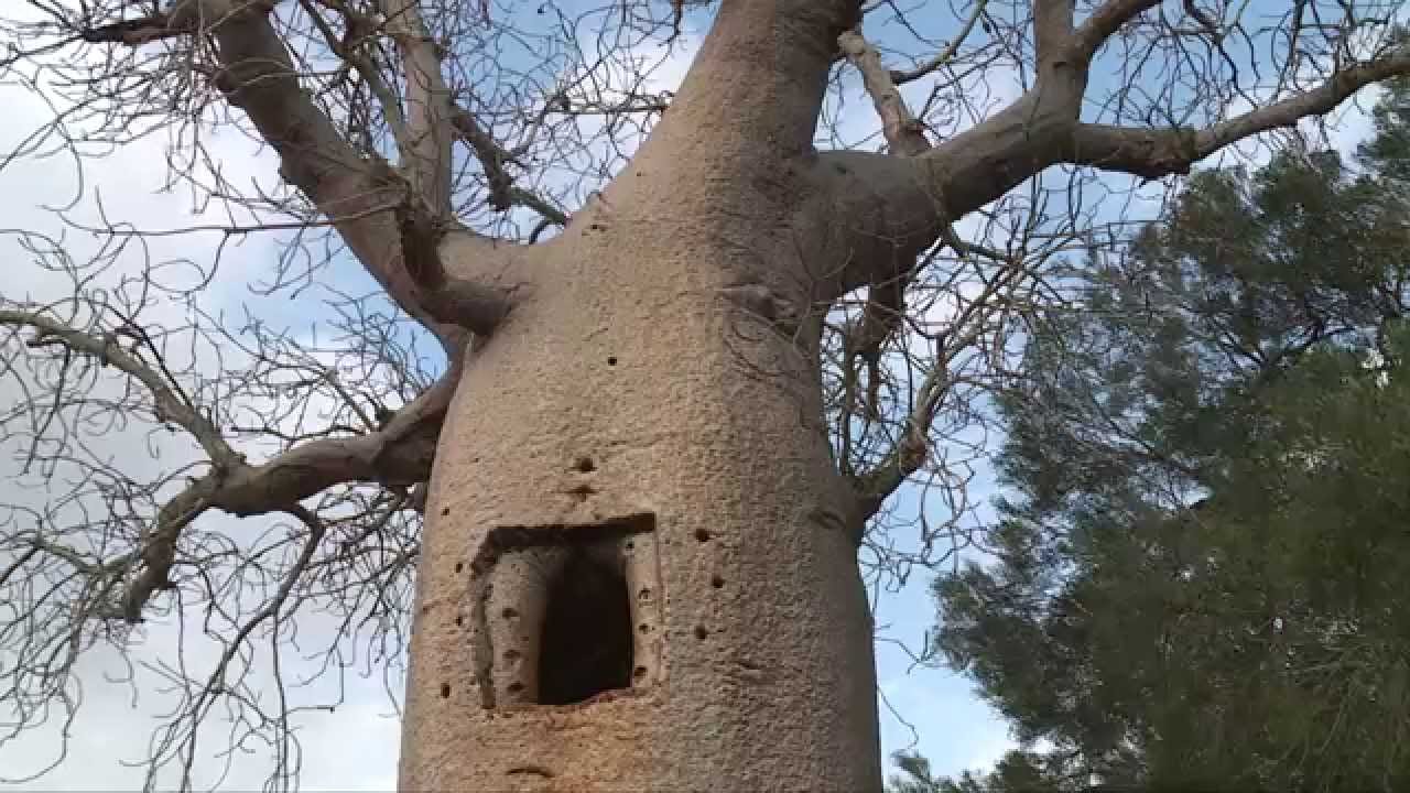 Baobabs de Madagascar - Baobabs, réservoirs de vie - YouTube