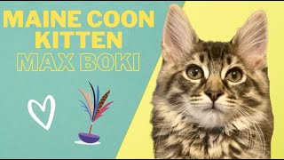 Max Boki  Maine Coon Kitten and Siberian Cat playtime!