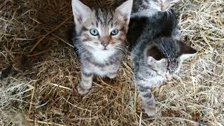 Three cute Kittens wake up from their nap by Cats on the Farm 230 views 1 year ago 53 seconds
