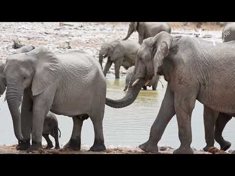 Etosha national park wildlife in Namibia, the beauty of the waterhole and the animals.