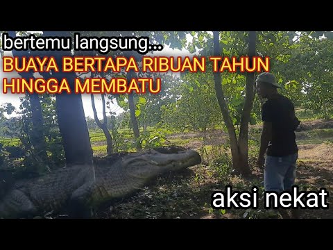 HEBOH !! BUAYA BERTAPA RIBUAN TAHUN JADI BATU GAGAL MENJELMA MENJADI MANUSIA