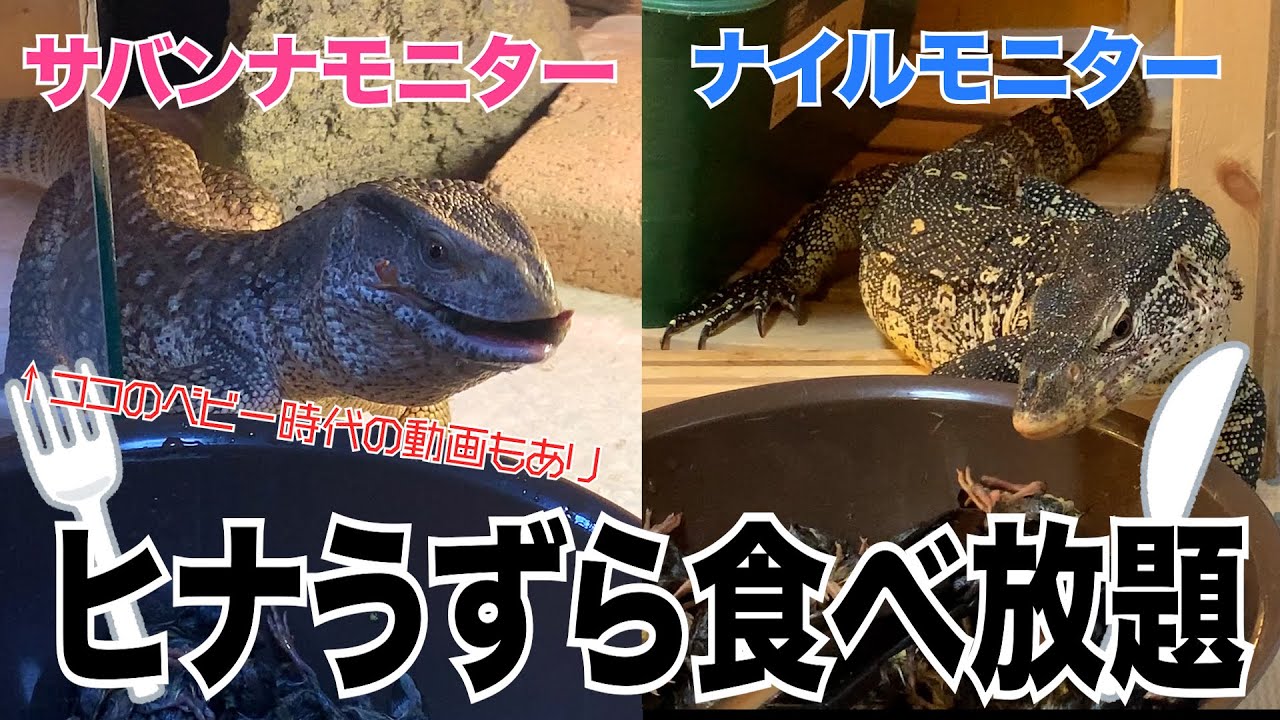 久々の投稿】ナイルモニターとサバンナモニター、ヒナうずら食べ放題 