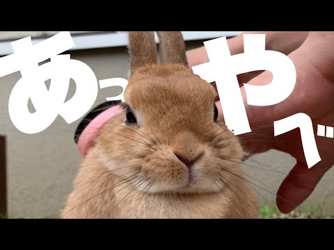 張り切りすぎてうさぎの背中が禿げちゃいました 1008 Youtube 張り切りすぎてうさぎの背中が禿げちゃいました 1008 Youtube