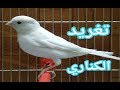 عندك طائر الكناري عنيد لا يريد الغناء اليك الحل احسن