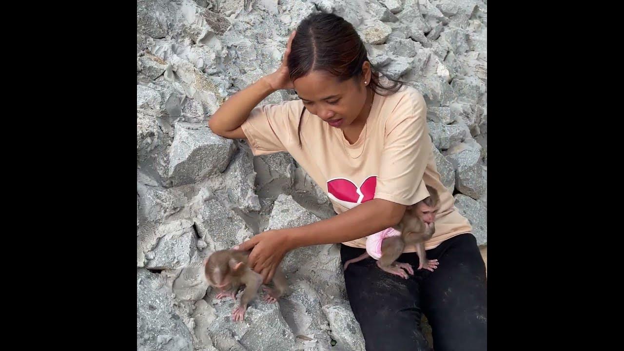 #baby monkey #baby monkeys #baby monkey Attacked #baby monkey crying #