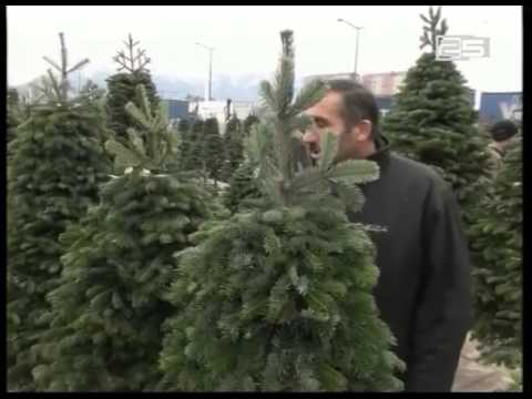 გდი-მ  ნაძვის ხის კანონიერად ჭრის ფაქტები შეამოწმა