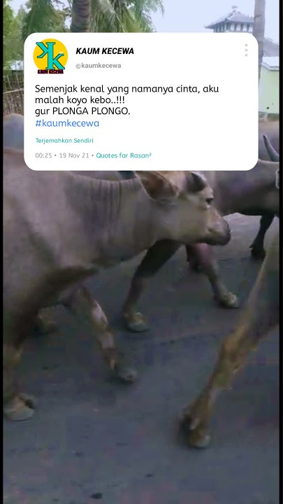 KATA KATA ROMANTIS KAUM KECEWA || dj india produk cikuya lebak tik tok