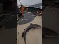 POV When a Wave Hits… and a Shark Follows!”#POVWild #SharkAttack #SeaPanic