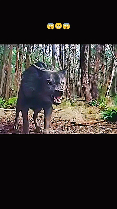 Wolf Attack A Couple |hollywood movie in hindi dubbed |#shorts#movie #newhollywood #horrorfilm