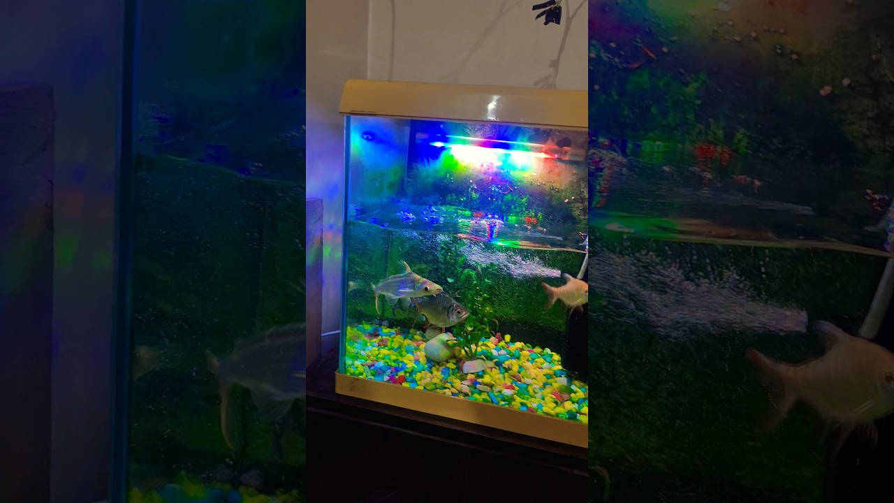 #new #fish#aquarium #shortvideo #fishaquarium 🐠🐠🐠🐠🐠😍🥰🥰♥️♥️