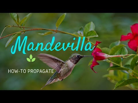 Βίντεο: Mandevilla Plant Care - Καλλιέργεια Mandevilla στον κήπο σας