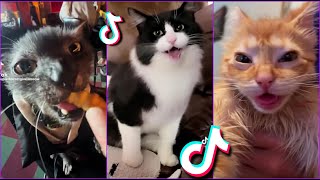 Funniest Cats From TikTok #5