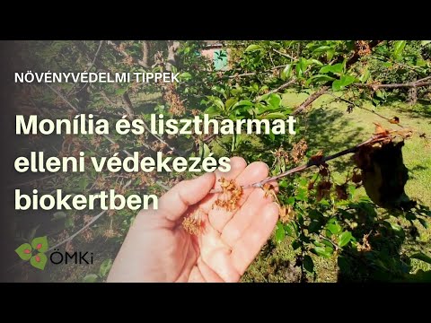 Videó: Lisztharmat a sütőtökön – Mit tegyünk a töklevelek lisztharmat ellen