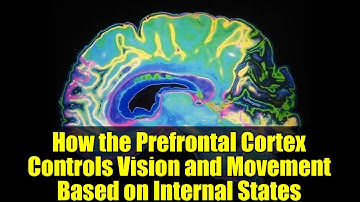 How the Prefrontal Cortex Controls Vision and Movement Based on Internal States