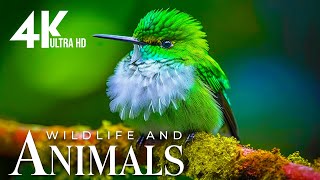 Enchanting Wildlife 4K |🌿film the serenity of nature - soothing relaxing music by Rhythm Emotion 416 views 2 months ago 3 hours, 29 minutes