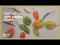 Made in Africa: Chilli Peppers of Africa