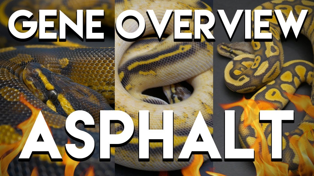 pythons for sale Asphalt Gene Ball Python Overview!! The Best Gene Ever?!?