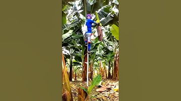 Banana Bagging Techniques #satisfying #shortsvideo