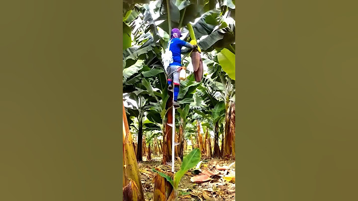 Banana Bagging Techniques #satisfying #shortsvideo