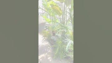 Thi công tiểu cảnh cây xanh giả ban công ấn tượng #news #plants #home #câygiả #homedecor  #atzdecor