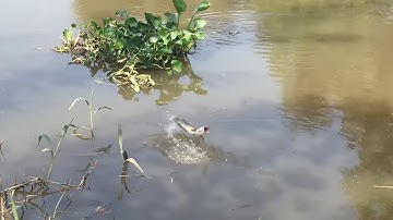 câu cá rô đồng bên bình mỹ ,củ chi.
