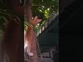 Cat on the mango tree cats cat talkingcats catbreed catsfunny.s cutecat catsrule funnyv