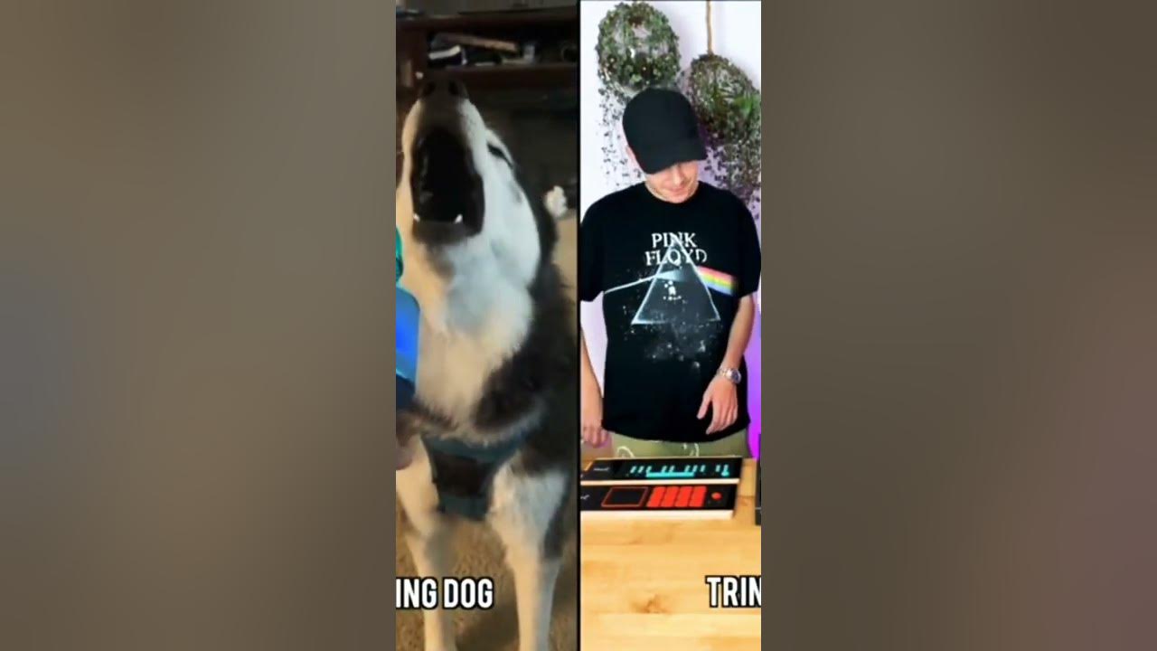 Wooow dog singing#remix #short#top@TRINIX