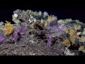 Dive 05: Swordfish Seamount: 2015 Hohonu Moana
