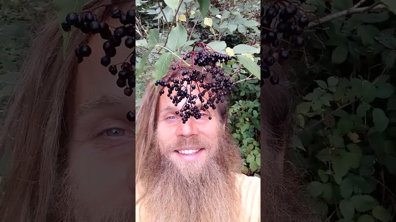 HOLUNDER BEEREN ZAUBERTRANK