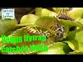 Venus flytrap catches yellow jackets. Venusfliegenfalle fängt Wespen