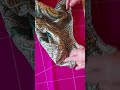 Simple blouse cuttingblousecutting shortsfeed shortyoutubeyoutube youtubeshorts