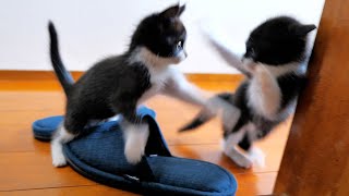 The kittens have learned to play with slippers.