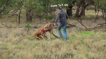 Transformice - Wilyoutube PULO EXPOSED